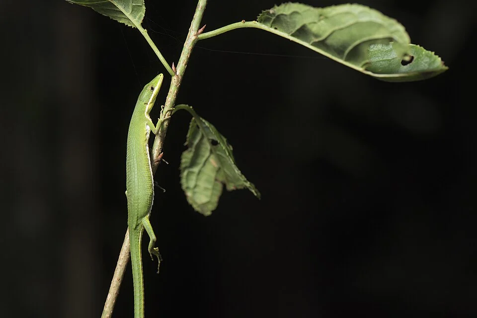 Photo of Koshun Grass Lizard uploaded from iNaturalist.