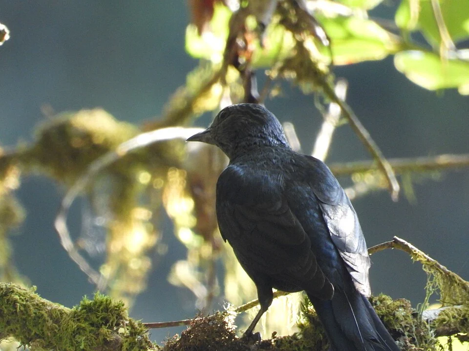 Laniarius holomelas, Nyamasheke, RW, 2025-05-28 (iNaturalist).