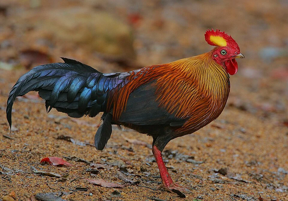 I wasn't prepared for just how attractive these forest gamebirds are.

Image taken in Sinharaja Rain Forest in the south-west of Sri Lanka.