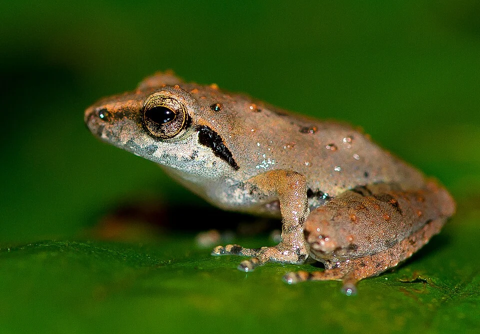Pseudophilautus wynaadensis or Waynad bush frog is a species of frog in the Rhacophoridae family. This Endemic frog is recorded from Chamakkavu, a sacred groove near Payyanur from North Kerala.