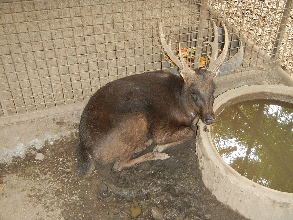 Philippine deer[1][2]
The Philippine deer (Rusa marianna), also known as the Philippine sambar or the Philippine Brown Deer, is a species of deer native to the forests and grasslands on most larger islands of the Philippines,. The only major islands where it is not distributed are Negros, Panay, Palawan, Sulu, and the Babuyan and Batanes island groups. It is classified as Vulnerable by the IUCN due to its increasingly fragmented populations as a result of habitat loss and hunting. Ninoy Aquino Parks & Wildlife Center[3]  (NAPWC)  is a 64.58-hectare (159.6-acre) zoological and botanical garden 
