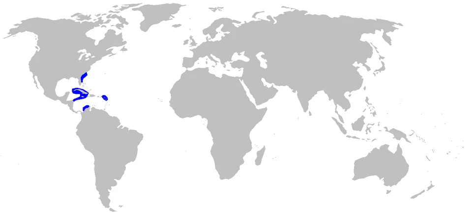 Distribution map for Etmopterus bullisi