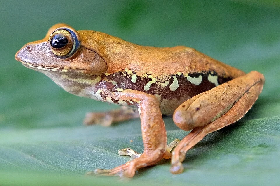 Foto ini memperlihatkan salah satu jenis katak yang cukup langka ditemui yaitu katak terbang/katak parasut (Rhacophorus monticola). Katak ini memiliki ciri khas bentuk kakinya yang lebih panjang dari katak lain dengan selaput diantara jari yang membantu dirinya melompat dari satu kanopi ke kanopi pohon yang lain tanpa terjatuh ke tanah sehingga terlihat melayang. Lompatannya disebut sebagai lompatan parasut. Spesies ini hidup di pepohonan, sering dijumpai di kanopi dan sub-kanopi menjadikannya jarang ditemukan di permukaan tanah. Berdasarkan IUCN Red List spesies ini memiliki status konservasi