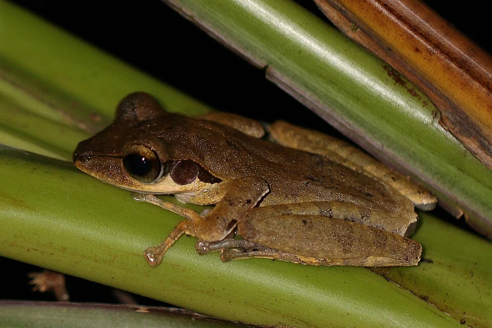 Dark-eared frog (Polypedates macrotis), Danum Valley, Sabah, Borneo