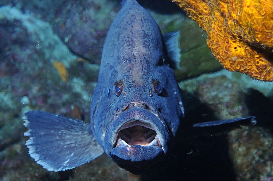 A marbled grouper (Dermatolepis inermis) being cleaned by a small neon goby. Gulf of Mexico, Geyer Bank.