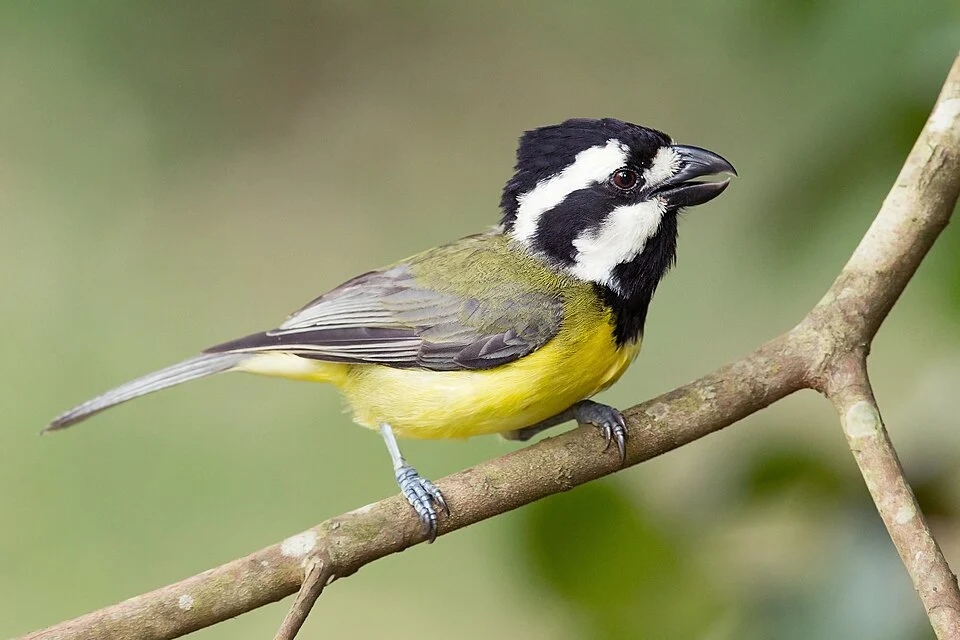 Crested shrike-tit (Falcunculus frontatus), Dharug National Park, New South Wales, Australia
