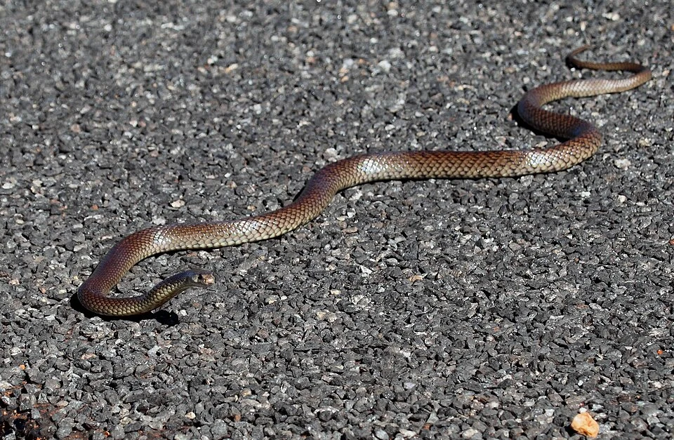 Shield-snouted Brown Snake (Pseudonaja aspidorhyncha), Northern Territory, Australia, Northern Territory, Australia