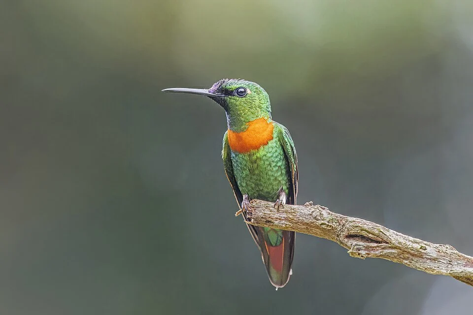 Gould's jewelfront (Heliodoxa aurescens) male, Wildsumaco Lodge, Ecuador