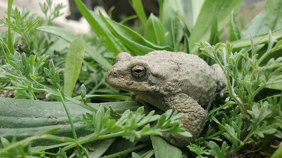An image of a Swat Green Toad (Bufotes pseudoraddei)