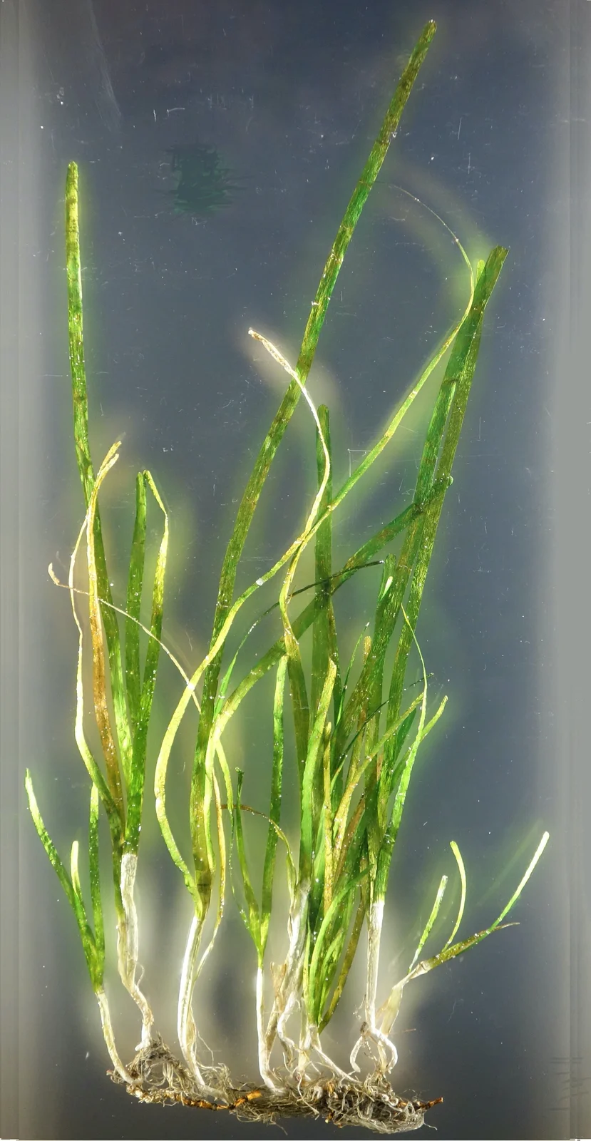 Mounted eelgrass specimen with long narrow green leaves, pale sheaths and attached roots and rhizome against a grey background.