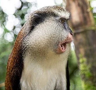 Mona monkey near Grand Etang Lake, Grenada.