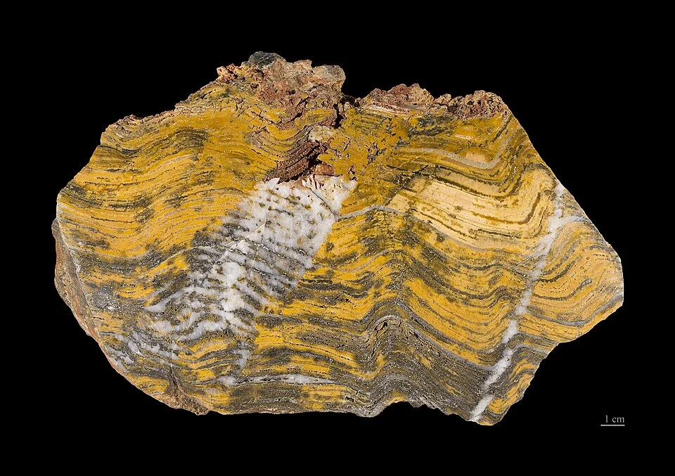 Stromatolite Stromatolites are formed over the years by mats (1-10 mm in thickness) of microorganisms (cynobacteria among others) found in shallow, mainly marine waters. The microorganisms precipitate mineral particles, which makes the mat to thicken, but only the upper part survives. Most stromatolites display characteristically layered structures. Only the layers are visible to the naked eye.
Stage :  Paleoarchean from  -3 600 à -3 200 Ma (million years ago).
Locality: Strelley Pool Chert (SPC