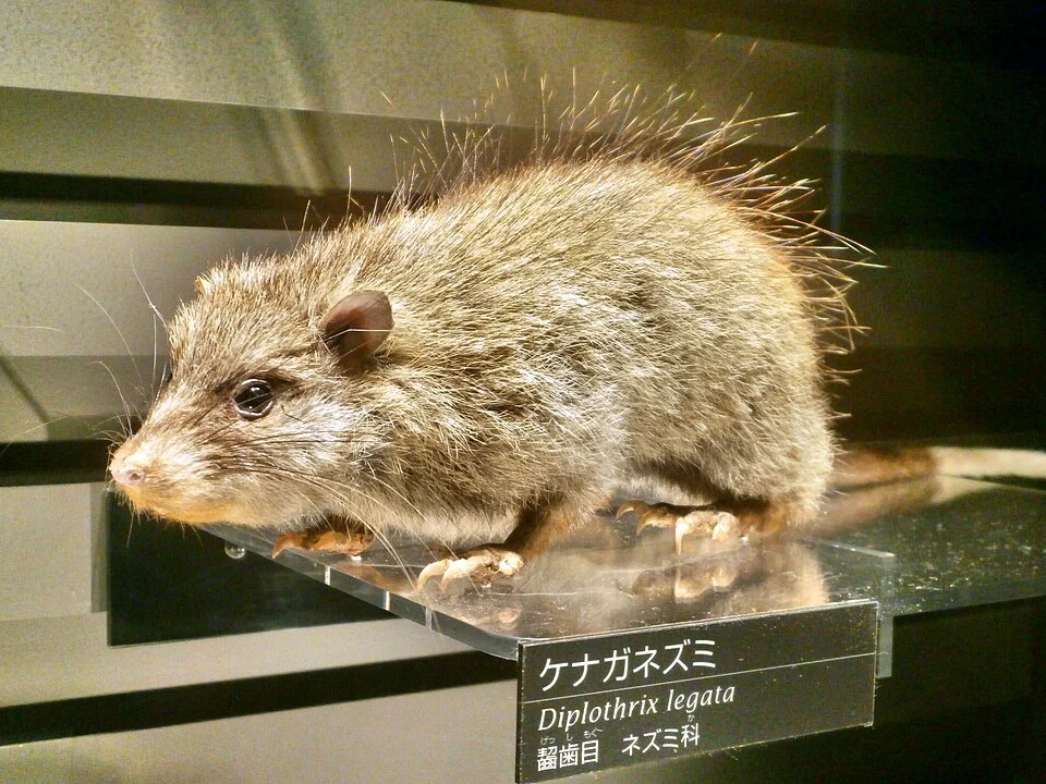 Stuffed specimen of Ryukyu long-furred rat (Diplothrix legata). Exhibit in the National Museum of Nature and Science, Tokyo, Japan.