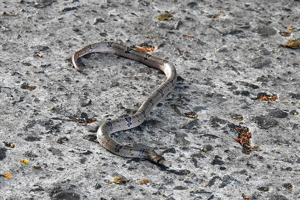 Northern Short-headed Snake (Oligodon ancorus) in the Philippines