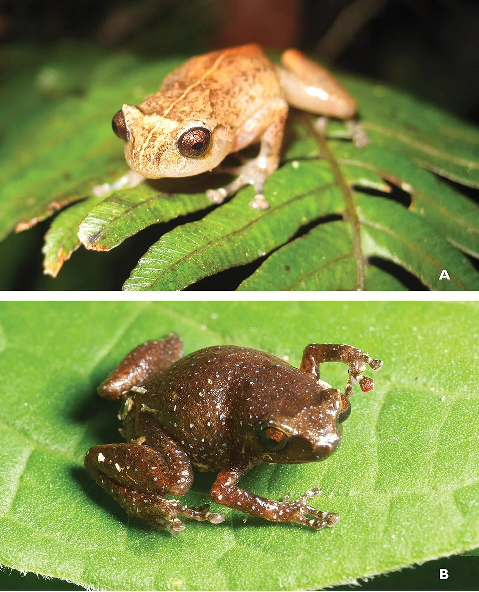 Aphantophryne cf. nana males from Mindanao (Oreophryne cf. nana)