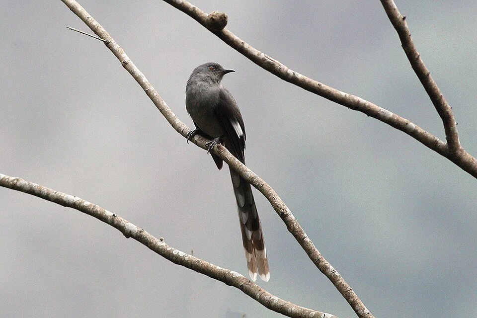 The species Long-tailed Sibia was photographed from Eaglenest Wildlife Sanctuary, Arunachal Pradesh, India on 20.03.2019 during the photography tour of GoingWild (www.goingwild.in) .