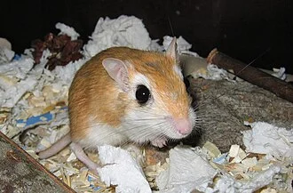 This is a typical Pallid Gerbil. This one has been nominated for many awards in Finland including, but not limited to, Grand Pet, Summer Pet 2007, and Pet of the Year 2007.