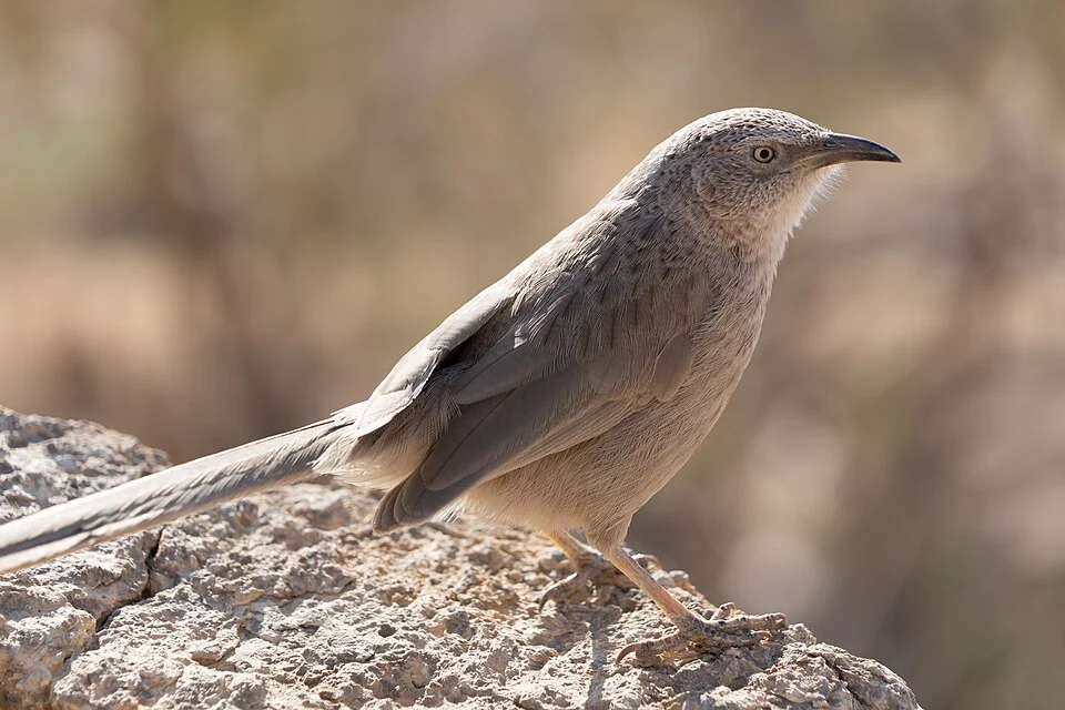Arabian babbler (Argya squamiceps), photographed in Makhtesh Ramon, Israel