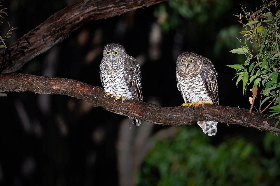 Powerful Owl, Sydney, Australia