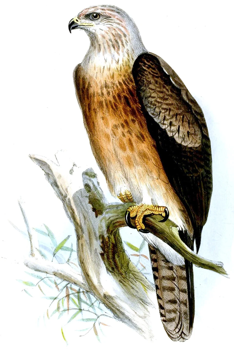 Aquila gurneyi. Published by M. & N. Hanhart.