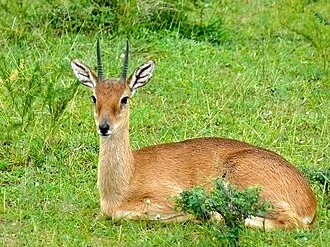 Murchison Falls NP, UGANDA