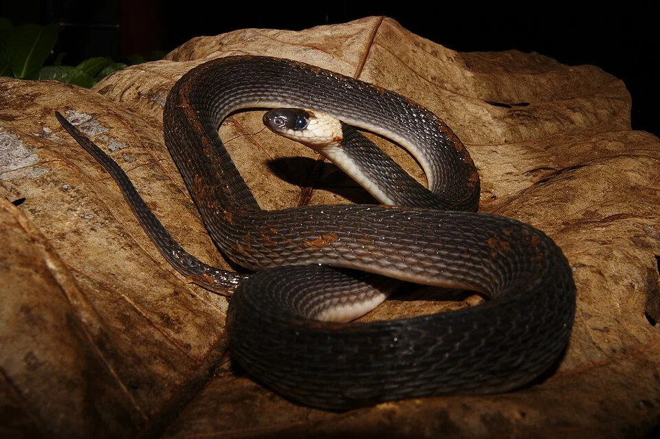 Picture of Ninia hudsoni from iNaturalist.