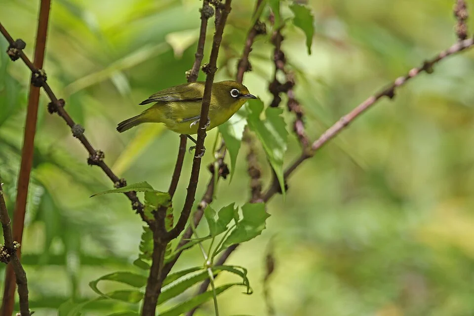 Zosterops buruensis, Wamlana, Teluk Kaiely, Buru Regency, Maluku, Indonesia, 2014-12-18 (iNaturalist).