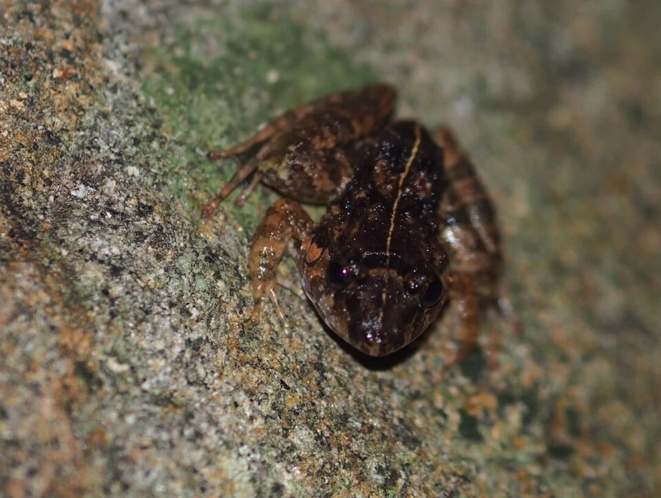 Limnonectes macrognathus from Trang, southern Thailand