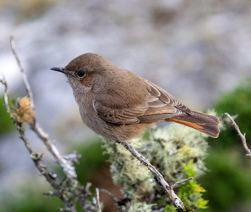 Familiar chat (Oenanthe familiaris) perched on an open shrub at Table Mountain, Cape Town, South Africa
