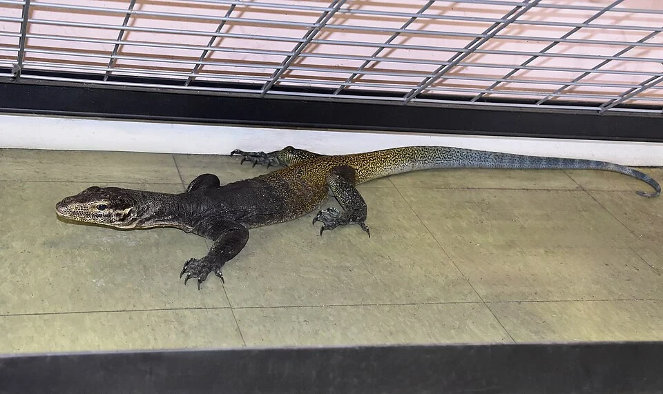 A tricolor monitor (Varanus yuwonoi) in a reptile store.
