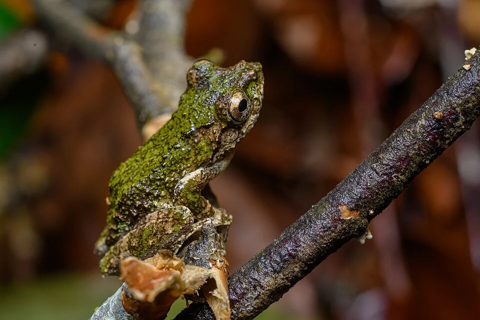 Kurixalus bisacculus, Taylor's tree frog - Phu Kradueng National Park.
Photo by Thai National Parks, https://www.thainationalparks.com/phu-kradueng-national-park.