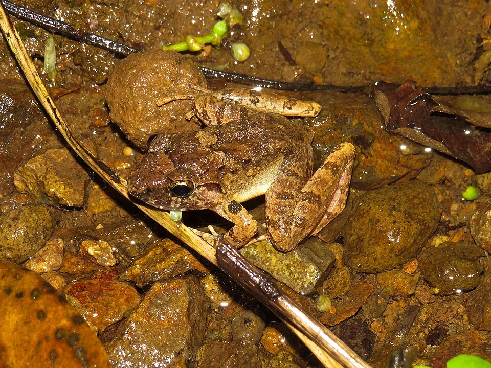Limnonectes microdiscus from Purworejo, Central Java.