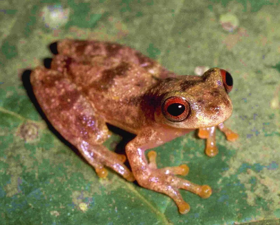 Photo of Dendropsophus joannae, a species endemic to Bolivia