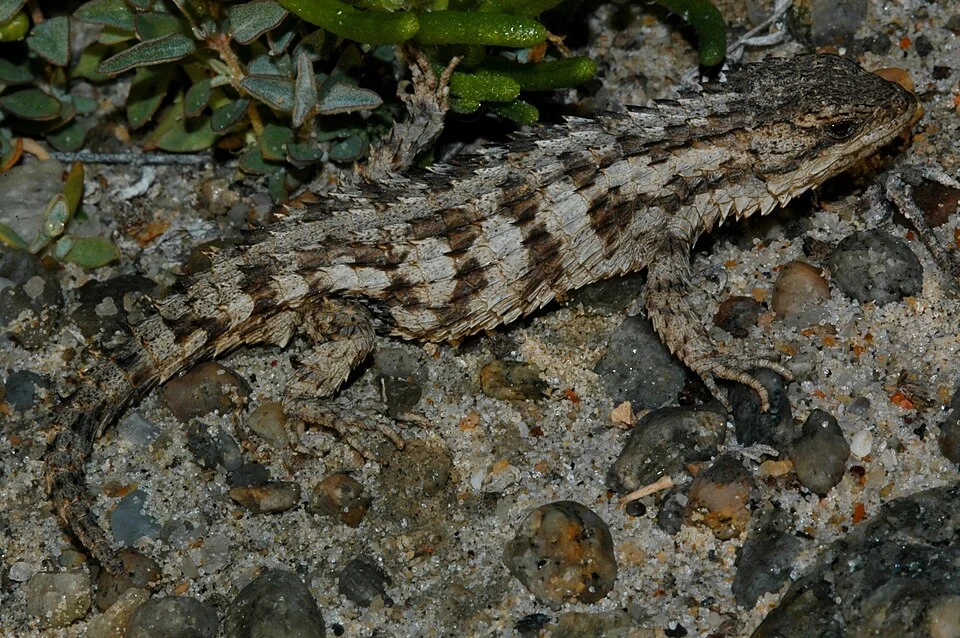 Large-scaled Girdled Lizard (Cordylus macropholis)