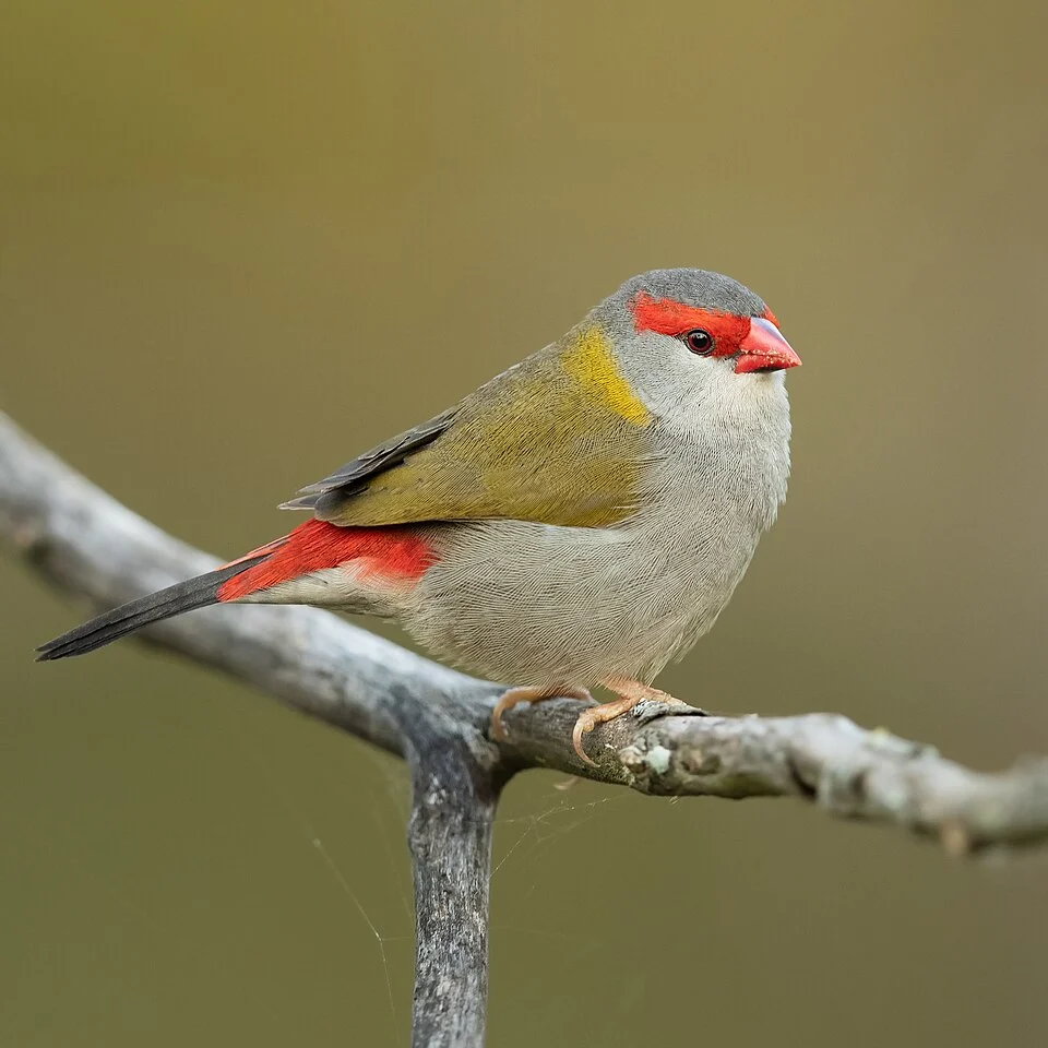 Red-browed finch (Neochmia temporalis), Penrith, New South Wales, Australia