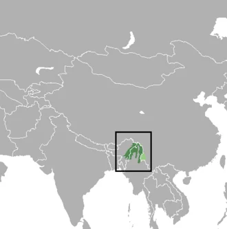 Muntiacus_putaoensis.png