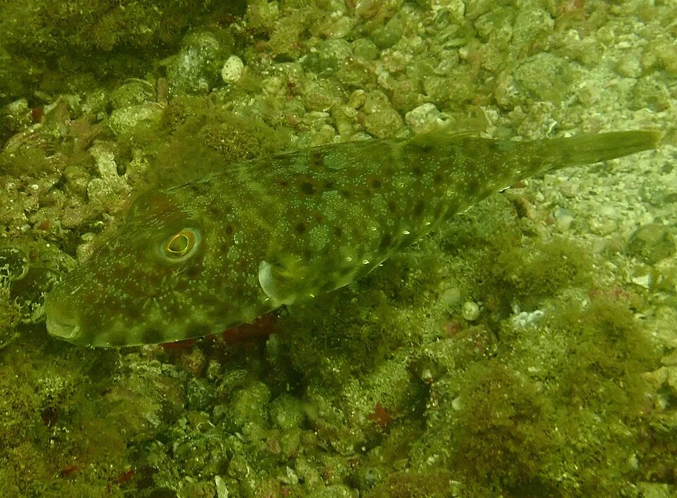 Sphoeroides lobatus