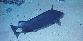 Blue antimora (Antimora rostratus)