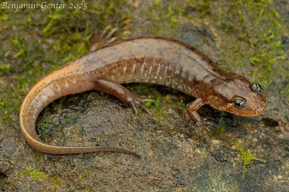 Adult from Georgia