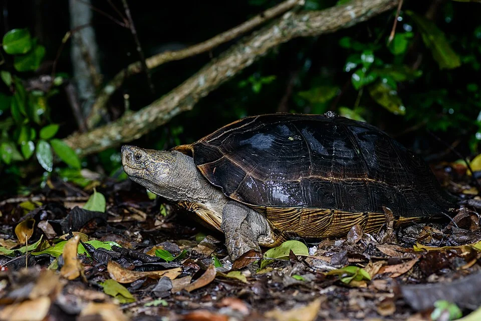 Heosemys grandis - Kaeng Krachan District, Phetchaburi
Photo by Thai National Parks, https://www.thainationalparks.com/kaeng-krachan-national-park.