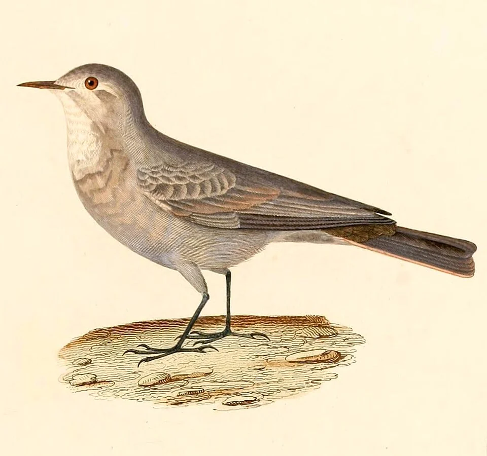 « Certhilanda maritima » = Geositta maritima (Greyish Miner)