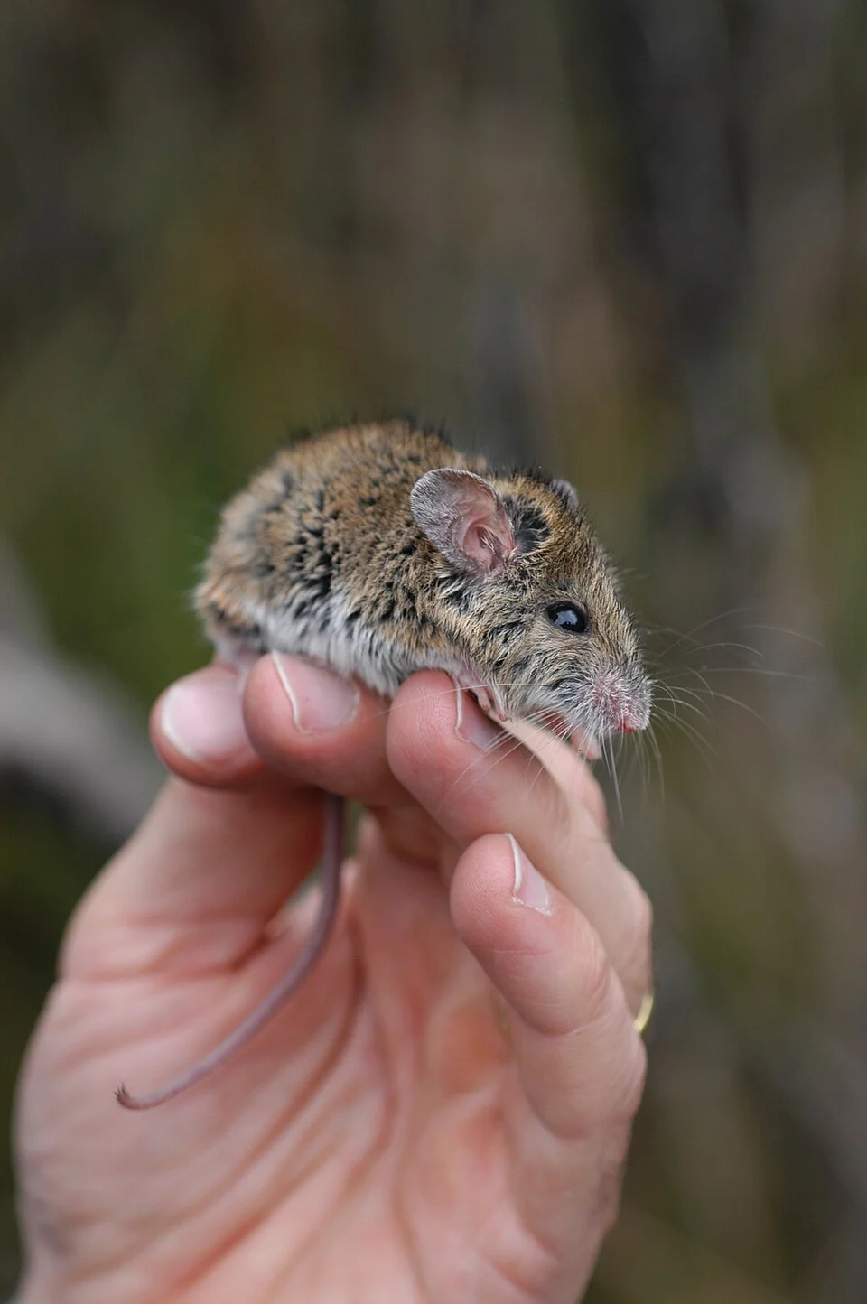 New Holland Mouse, Pseudomys novaehollandiae captured in Munmorah SCA (State Conservation Area)