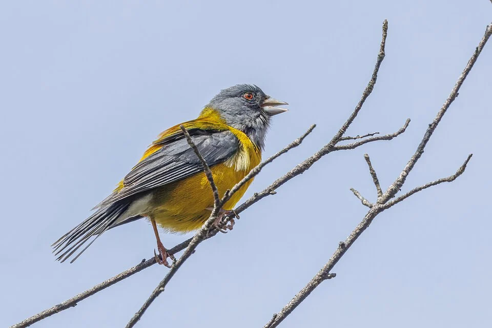 Patagonian sierra finch (Phrygilus patagonicus), Tepuhueico, Chiloé Island, Chile
