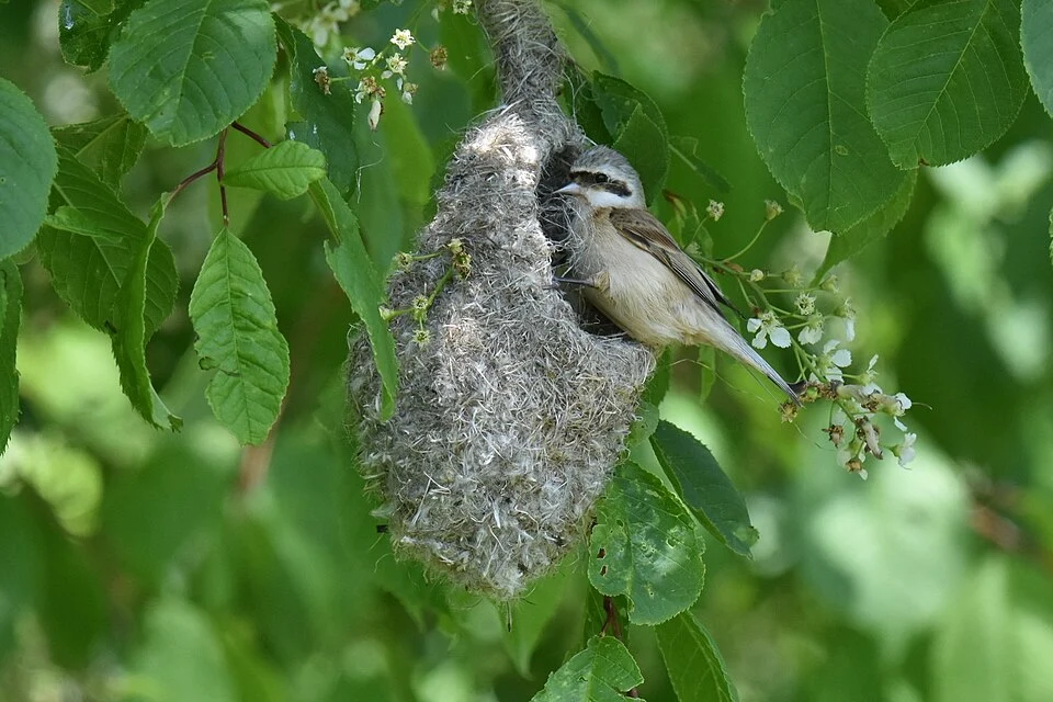 Photo of Chinese Penduline-Tit uploaded from iNaturalist.
