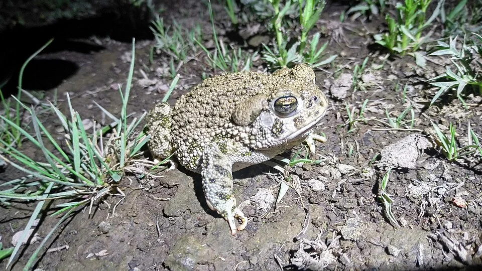 Plateau Toad (Anaxyrus compactilis). Species of amphibian.