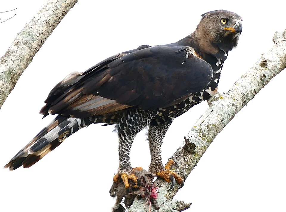 Hluhluwe-iMfolozi Park, Kwazulu-Natal, SOUTH AFRICA