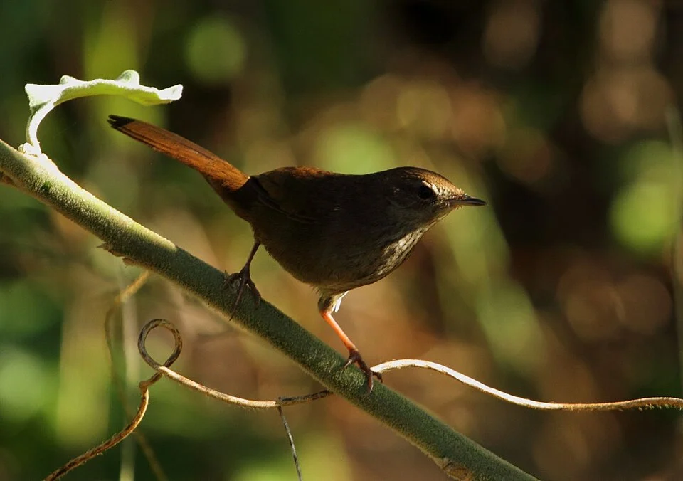 Barratt's Warbler (Bradypterus barratti); Pietermaritzburg, KwaZulu-Natal