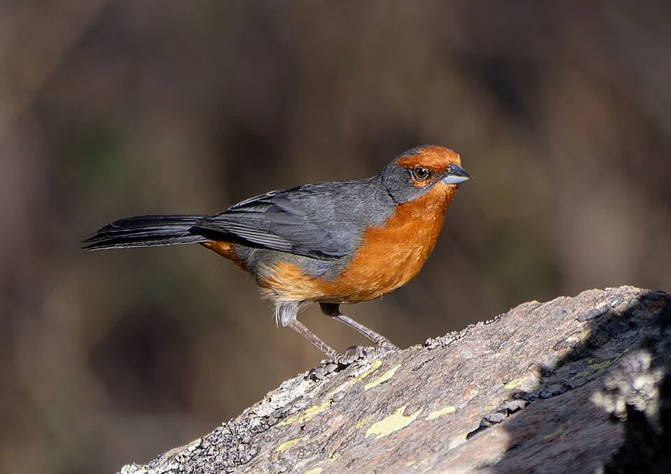 Poospiza garleppi, Cochabamba, BO, 2025-10-04 (iNaturalist).