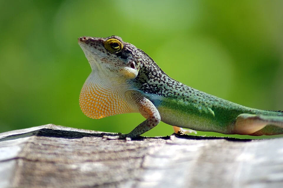 Leach's anole