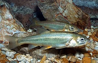 Gila chub (Gila intermedia)